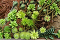 Rose Moss Live Plant – Rhodobryum ontariense for Terrariums, Vivariums & Shaded Gardens