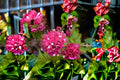 Torch Glow Bougainvillea Plant – Compact Flowering Shrub with Colorful Bracts – Bougainvillea ‘Torch Glow’