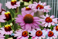 Purple Coneflower Live Plant – 1 Gallon Echinacea purpurea Perennial Flower for Garden, Borders, and Containers