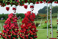Red Rocket Crape Myrtle Live Plant – Ruby Red Flowers, Ornamental Tree, Lagerstroemia indica, Landscape Shrub