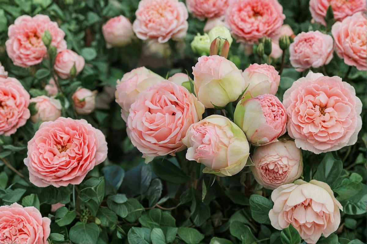 Live Charming Piano Rose Plant – Fragrant Repeat Blooming Garden Rose Rosa hybrid for Patio & Borders