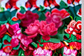 Knock Out Red Rose Cuttings – Unrooted Shrub Rose Rosa ‘Knock Out’ for Garden, Landscape & Propagation