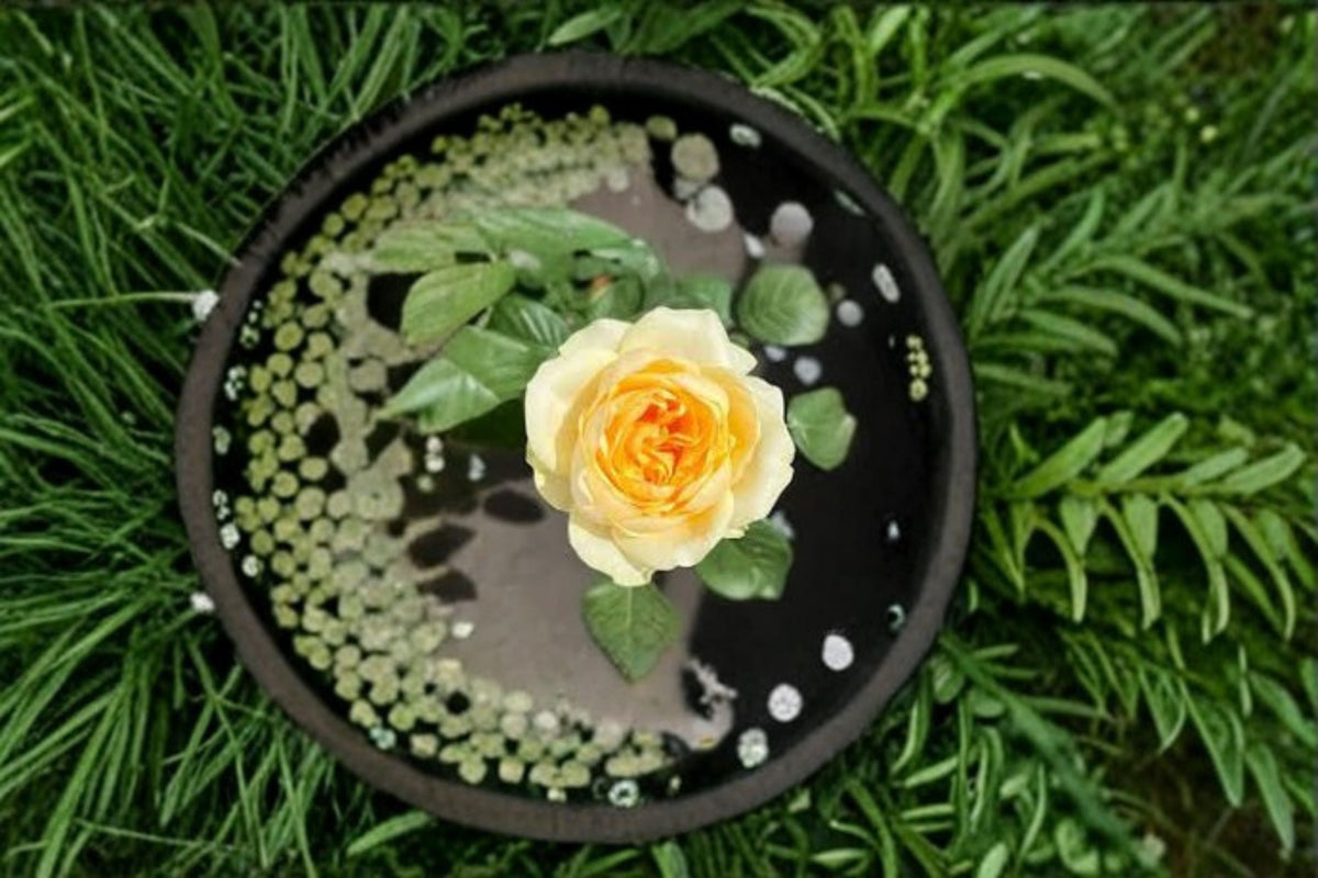 Butter Cup Rose Live Plant – Repeat Blooming Cream Yellow Cut Rose Rosa hybrid for Garden, Patio & Floral Arrangements