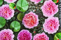 Eisvogel Rose Live Plant – Fragrant German Nostalgia Rose – Own Root Shrub with Large Blooms & Disease Resistance