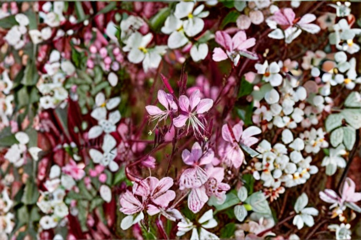 Gaura Lindheimeri Plant | Pink Wand Flower Starter | Perennial, Full Sun, Drought Tolerant, Pollinator Attracting