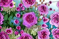 Live Thierry Marx Rose Plant – Dark Pink Fragrant Garden Rose, Repeat Blooming, Hardy, Disease-Resistant, Patio & Border Rose
