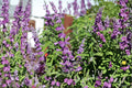 Mexican Sage Live Starter Plant – Salvia leucantha 'Santa Barbara' – Compact Ornamental Flowering Plant