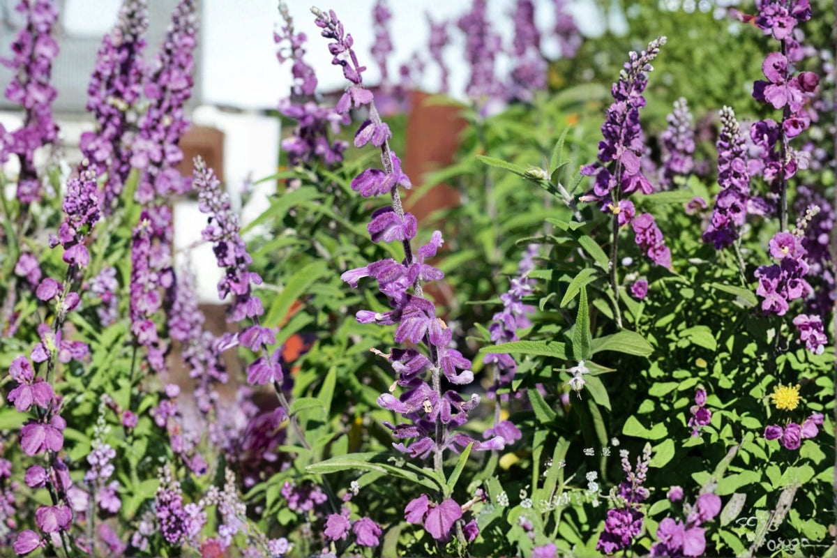 Mexican Sage Live Starter Plant – Salvia leucantha 'Santa Barbara' – Compact Ornamental Flowering Plant