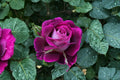 Huddersfield Choral Society Rose Live Plant – Purple Fragrant Compact Shrub Rosa hybrid for Garden & Patio