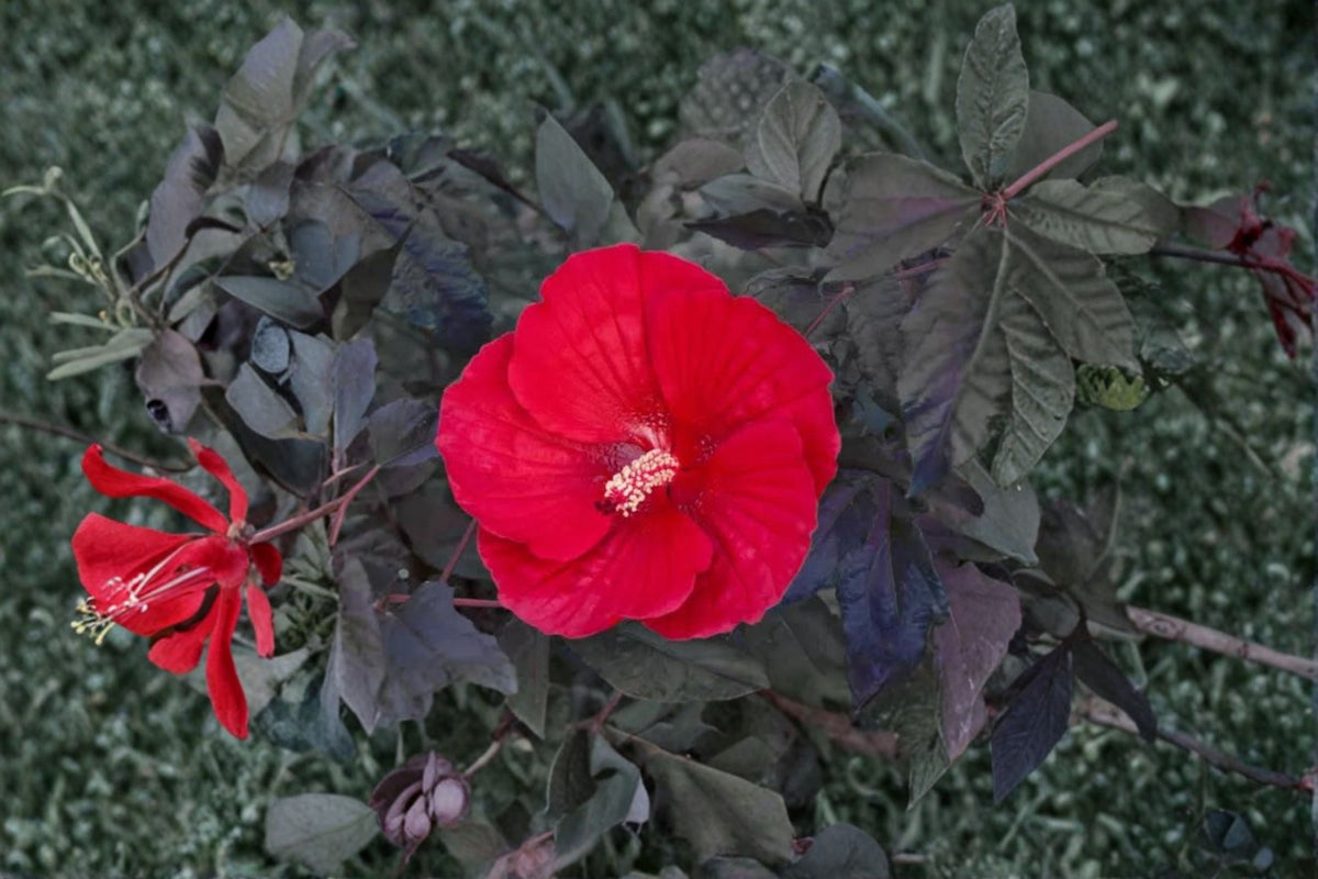 Midnight Marvel Hardy Hibiscus Live Plant – 2.5 Inch Pot – Tropical Flowering Perennial with Large Midnight Purple Flowers