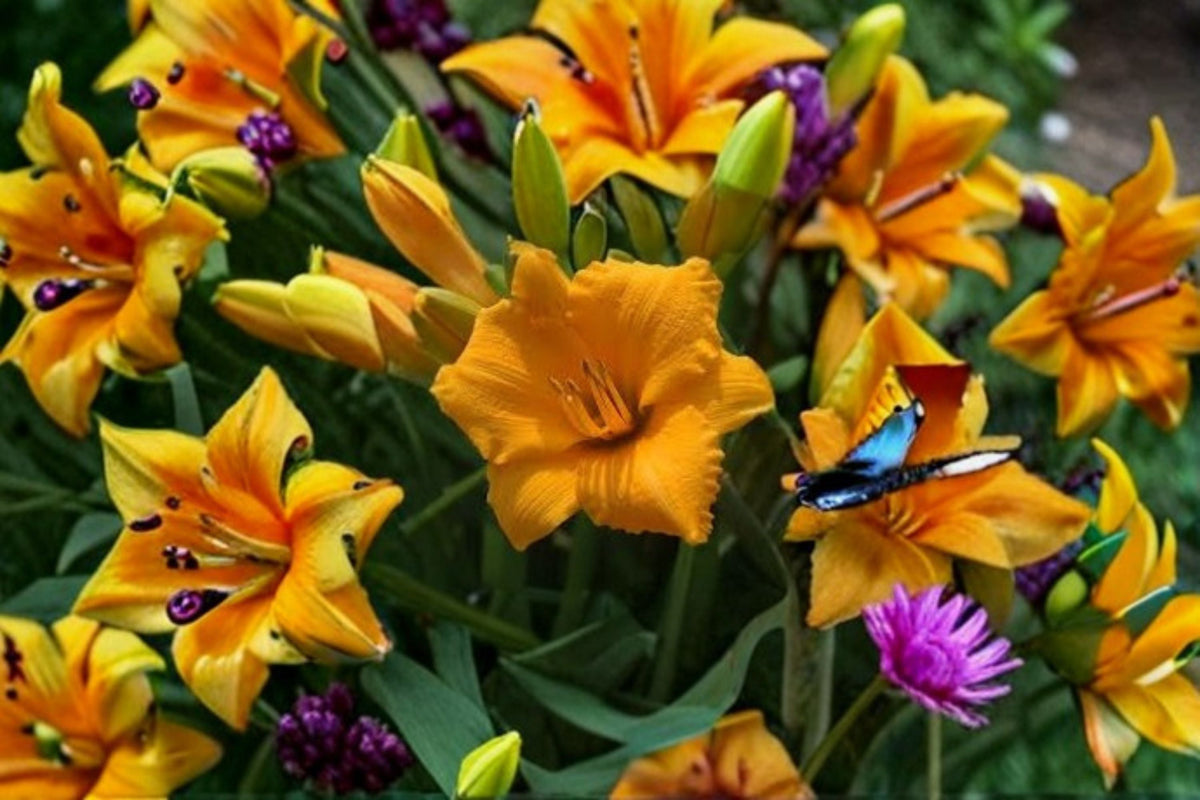 Little Gold Nugget Daylily Live Plant – Bare Root Perennial with Bright Golden Flowers – Hemerocallis hybrid