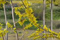Forsythia Live Plant Clump – Yellow Flowering Shrub for Hedges & Borders – Forsythia × intermedia
