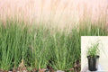 Deer Grass Plant Muhlenbergia rigens Ornamental Clumping Grass for Landscape Borders and Drought Tolerance