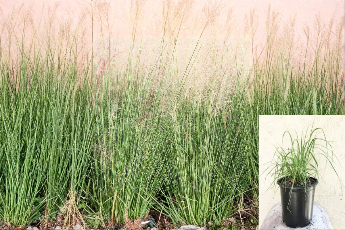 Deer Grass Plant Muhlenbergia rigens Ornamental Clumping Grass for Landscape Borders and Drought Tolerance