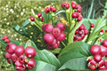 Pink Lemonade Blueberry Plants – Edible Berry Shrub, Ornamental Fruit Plant, Vaccinium 'Pink Lemonade' Starter Plants
