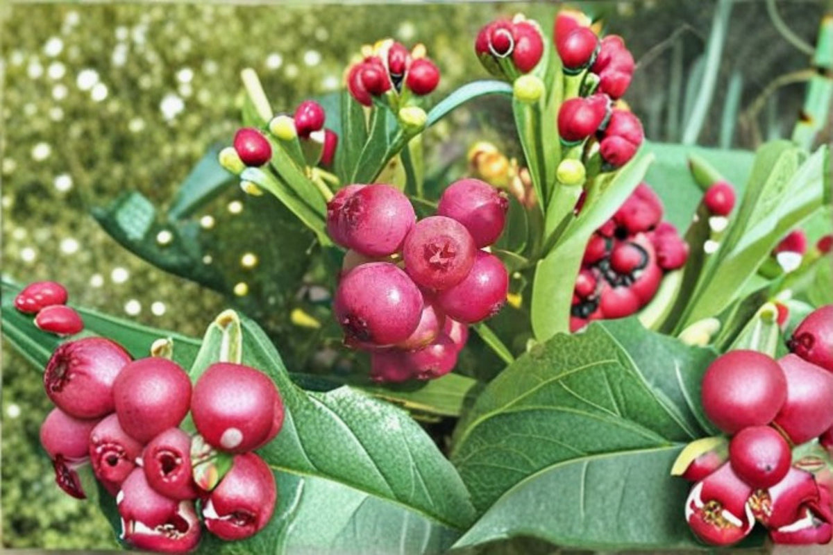 Pink Lemonade Blueberry Plants – Edible Berry Shrub, Ornamental Fruit Plant, Vaccinium 'Pink Lemonade' Starter Plants