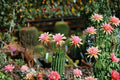 Hildewintera LiLo Fee Trailing Cactus Plant – Rooted Succulent for Containers & Hanging Displays