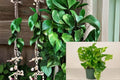 Golden Pothos Cuttings 4-Pack | Variegated Epipremnum aureum Trailing Vine Indoor Plant