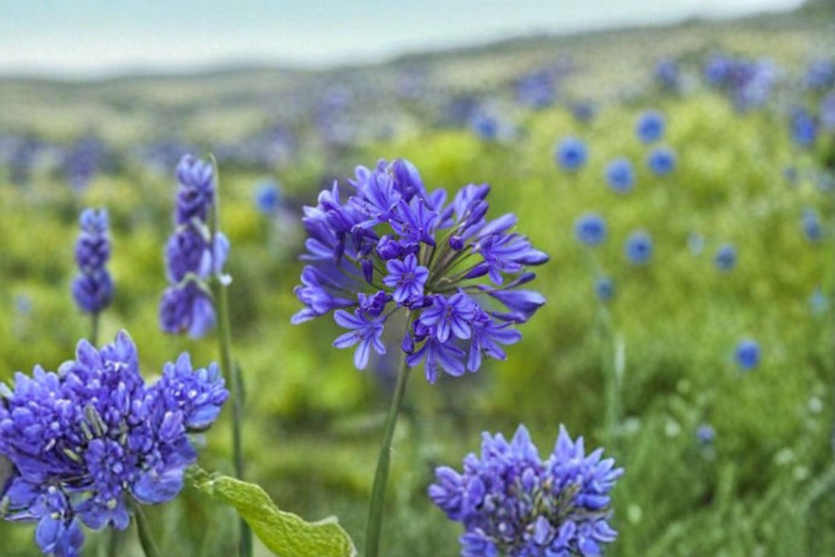 Africans Agapanthus Live Plant – Blue Evergreen Lily of the Nile – Lavender-Blue Flowers – Agapanthus africanus