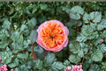 South Park Rose Own Root Live Plant – Salmon Pink Drought & Disease Resistant Floral Shrub for Garden & Patio