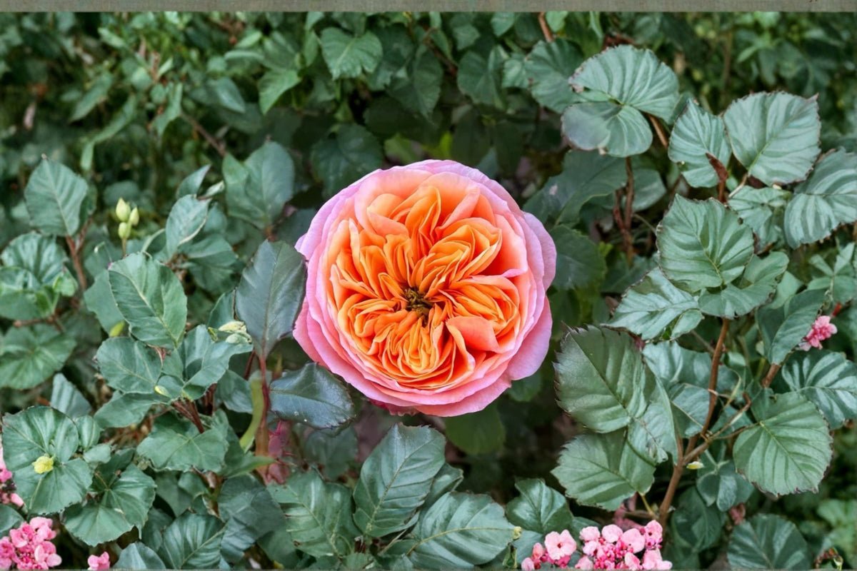 South Park Rose Own Root Live Plant – Salmon Pink Drought & Disease Resistant Floral Shrub for Garden & Patio