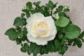 Princess Miyuki Own Root Rose Live Plant – Garden Rose, Pink & White, Rosa hybrid, Ornamental Shrub, Floral Cut Rose