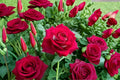 Monica Bellucci Rose Live Plant – Fragrant Own Root Cut Rose – Large Blooms, Repeat Flowering, Disease Resistant, Garden & Patio