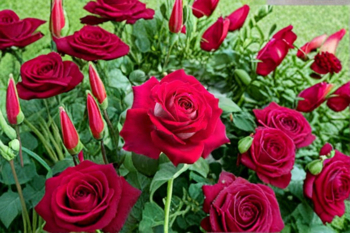 Monica Bellucci Rose Live Plant – Fragrant Own Root Cut Rose – Large Blooms, Repeat Flowering, Disease Resistant, Garden & Patio