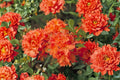 Mandarin Lights Deciduous Azalea Live Starter Plant in 7L Pot – Spring Blooming, Cold Hardy, Ornamental Shrub, Azalea x 'Mandarin Lights'