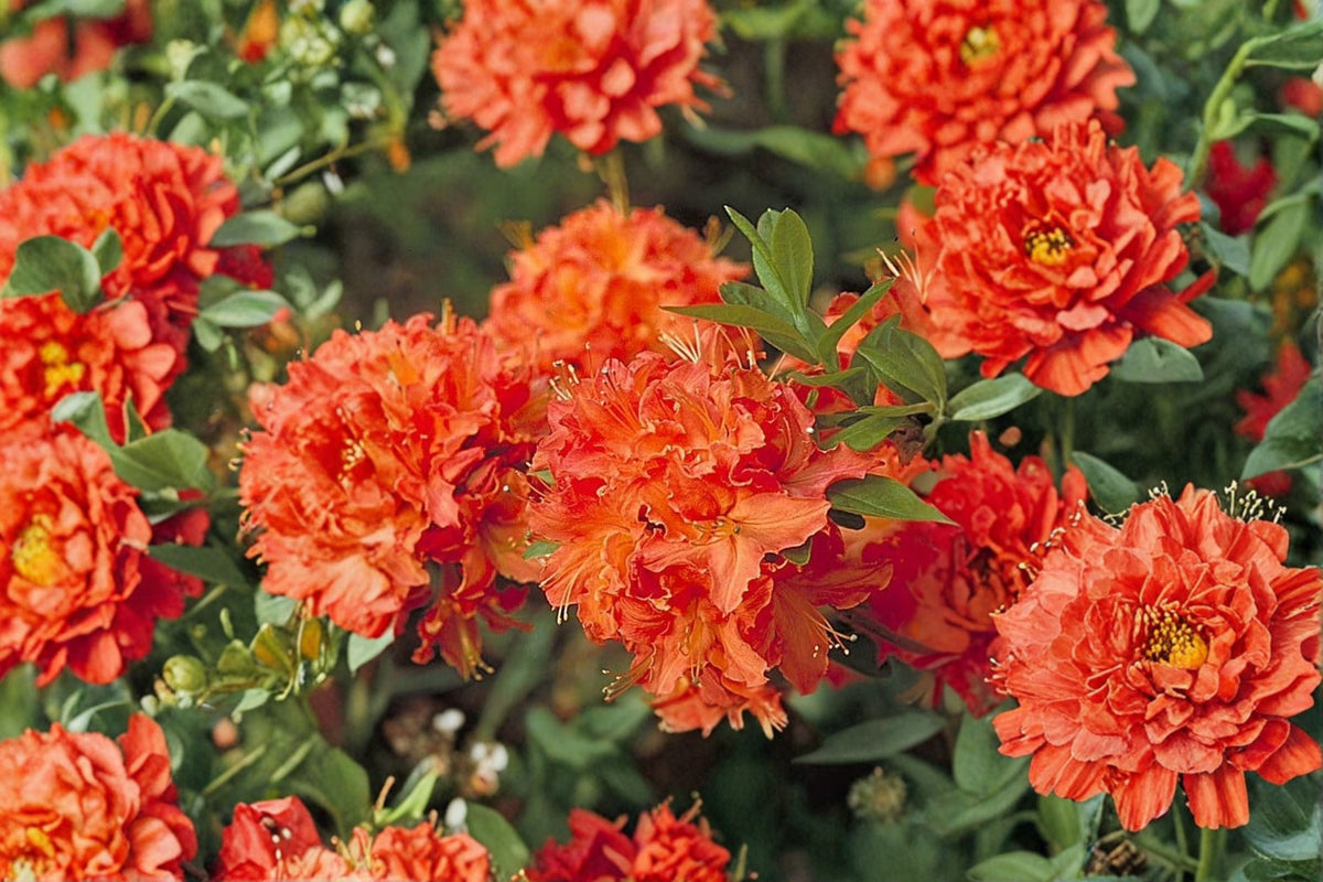 Mandarin Lights Deciduous Azalea Live Starter Plant in 7L Pot – Spring Blooming, Cold Hardy, Ornamental Shrub, Azalea x 'Mandarin Lights'