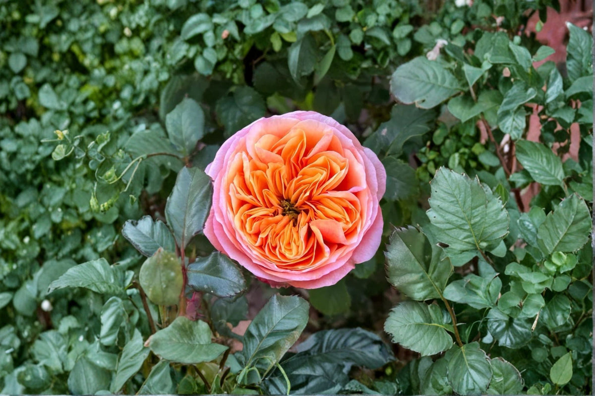South Park Rose Live Plant – Own Root Ornamental Garden Rose with Pink Flowers for Borders & Containers Rosa hybrid