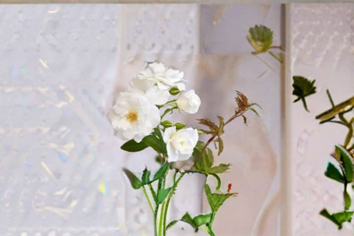 Iceberg Rose Live Plant – 1.5 Gal Floribunda White Rose Rosa 'Iceberg' for Garden & Containers