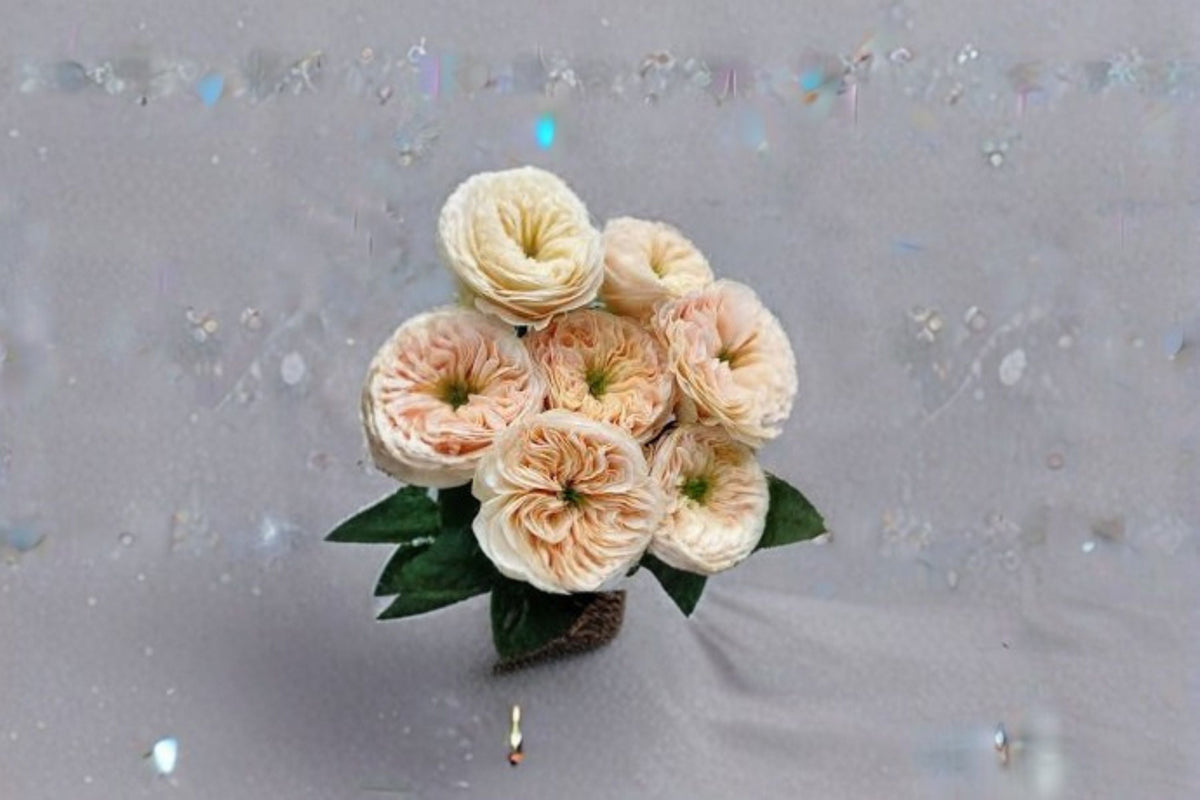Live Pink Apricot Garden Rose Plant - Stanley Abbey Rosa Hybrid Ornamental Shrub for Garden & Container