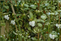 Tahitian Bridal Veil Cuttings – Gibasis geniculata Trailing Houseplant with White Flowers, Indoor Hanging Plant