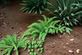 Western Sword Fern Plant – Polystichum munitum – Evergreen Shade Fern for Gardens & Landscaping
