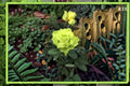 Green Mystery Rose Plant – Ornamental Flowering Shrub Rosa sp. for Gardens & Containers