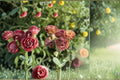 Lisianthus Plant | Rosanne Series | Eustoma grandiflorum | Flowering Border & Container Plant