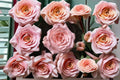 Diana Rose Live Plant – Pink Ornamental Rose Variety – Rosa hybrid for Garden Beds & Containers
