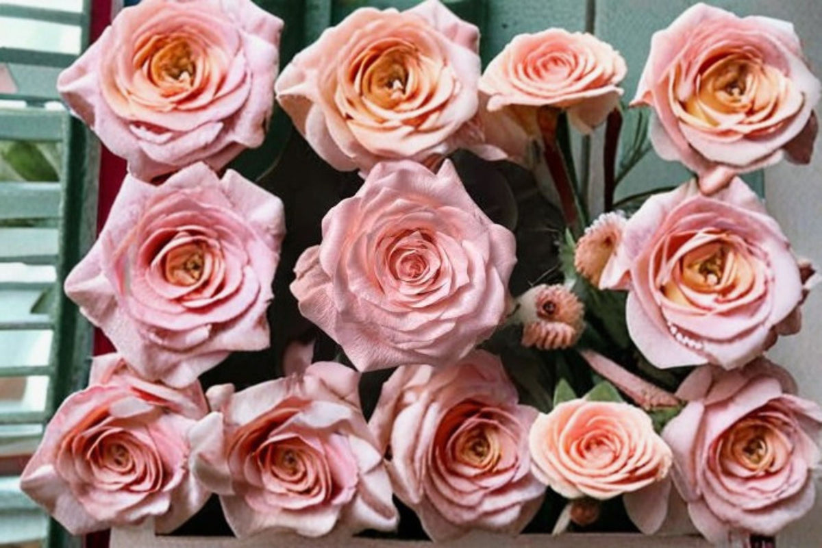 Diana Rose Live Plant – Pink Ornamental Rose Variety – Rosa hybrid for Garden Beds & Containers