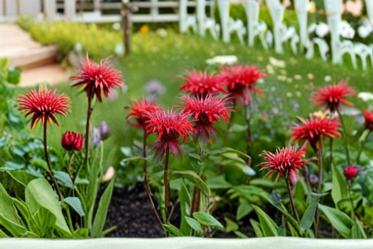 Bee Balm Live Plant - Monarda didyma Perennial Flower for Pollinators, Butterfly Garden, Hummingbird Attraction
