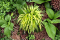 Curly Fries Hosta Plant - Golden Foliage, Shade Garden, Container, Perennial, Hosta 'Curly Fries'
