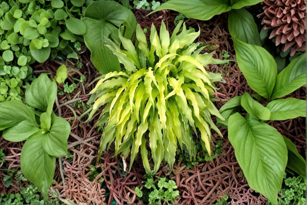 Curly Fries Hosta Plant - Golden Foliage, Shade Garden, Container, Perennial, Hosta 'Curly Fries'