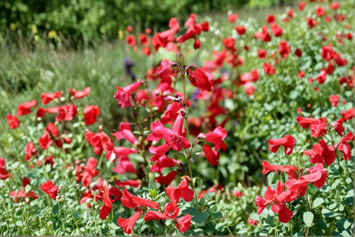 Penstemon Live Plant – Perennial Wildflower for Borders & Pollinator Gardens – Penstemon spp.