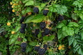 Blackberry Plants | Bare Root Kiowa Rubus ‘Kiowa’ Fruit Shrub for Garden, Edible Black Berries
