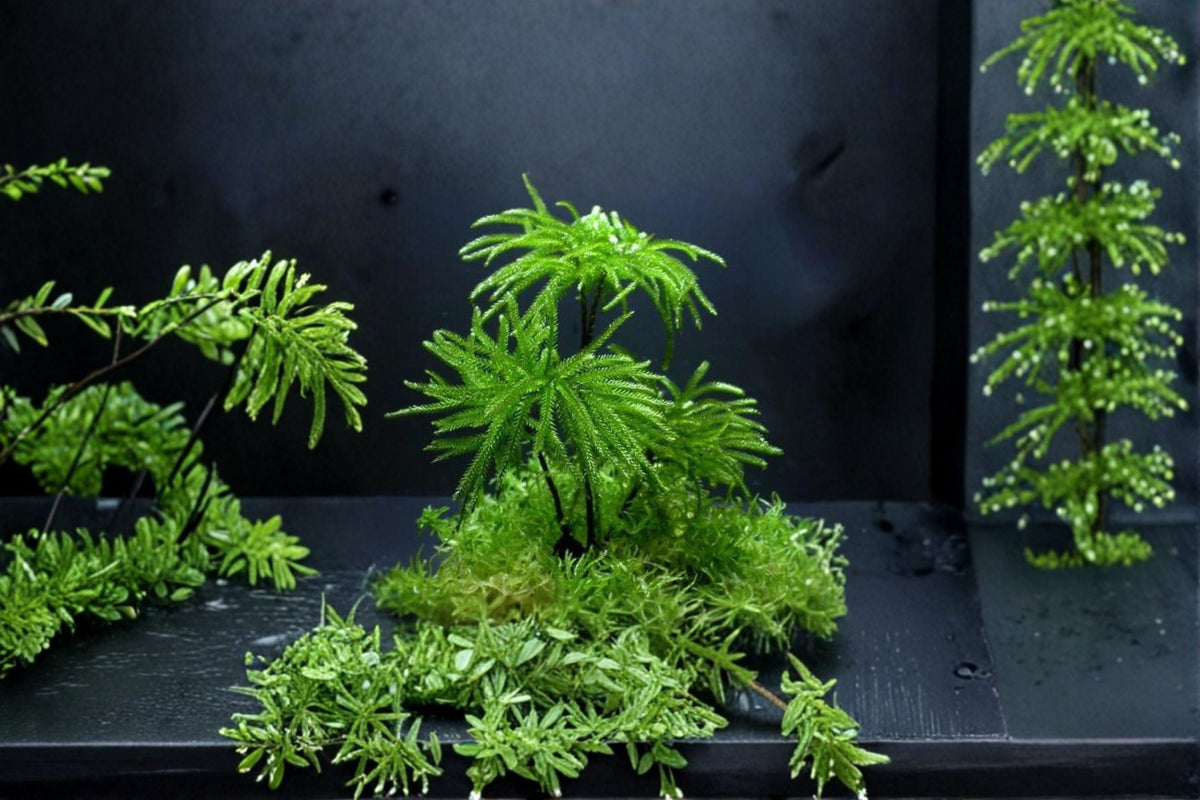 Climacium Dendroides Tree Moss Live Plant for Terrariums, Vivariums & Container Decor