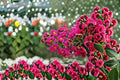 Tonto Crape Myrtle Live Plant – Hot Pink Flowering Tree – Lagerstroemia indica 'Tonto' – Ornamental Garden Tree