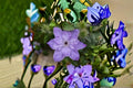 Reflection Clematis Live Plant – Pink Purple Large Flower Climbing Vine – Clematis hybrid Perennial Garden Climber