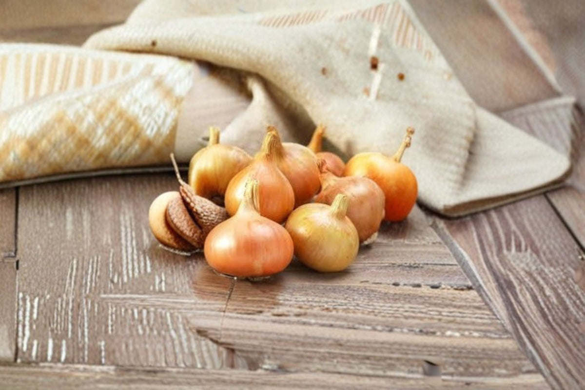 Stuttgarter Onion Sets 1Lb – Non-GMO Allium cepa Yellow Onion Bulbs for Vegetable Gardens & Kitchen Gardens
