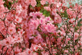 Hampton Beauty Azalea Live Plant 1 Quart - Evergreen Pink Flowering Shrub Rhododendron 'Hampton Beauty'