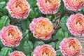 Claude Monet Rose Live Plant – French Garden Rose, Fragrant, Repeat Blooming, Heat & Disease Resistant, 100 cm Shrub Rosa hybrid
